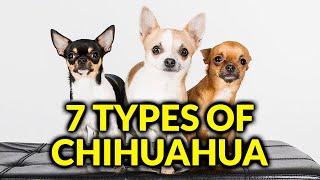 7 Different Types Of Chihuahua And Their CharacteristicsAmazing Dogs