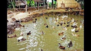 Duck Farming documentary Modern Farming Methods in the Philippines