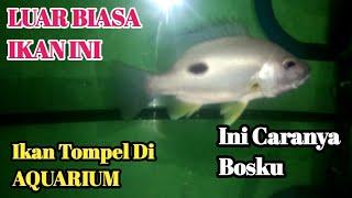 Review Tips dan Cara Memelihara ikan Tompel Dalam AQUARIUM Ternyata Mudah Bos ini Caranya