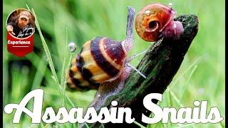 Assasin Snails with Exclusive Video Material.