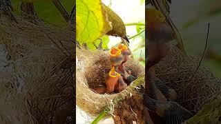 tinny bug feeding Day 4 EP 146