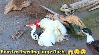 Rooster Breeding Duck..amazing combination of birds