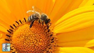  Beautiful Bumblebees  AMAZING NATURE SCENERY on Planet Earth & The Best Relax Music 1080p HD