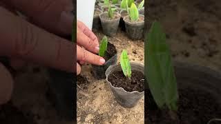 Zamia ZZ Plant Propagation Zamia Çoğaltma