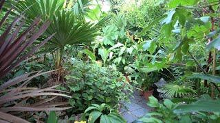 Surrounded by Plants @ Our Small Jungle Garden