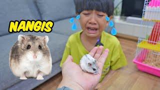 KYO NANGIS DIGIGIT HAMSTER