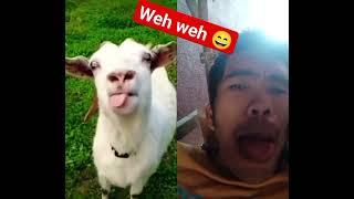 WEH WEH WEH #goat #goatcomedy #funny #animals