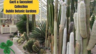 Cacti & Succulent Collection at Dublin Botanic Gardens  Cactus Collection Tour #cactus #cacti