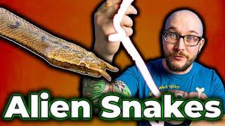 I Found The WEIRDEST Snake On EARTH in RAW SEWAGE Alien Snakes are Real