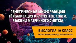 Генетическая информация её реализация в клетке. Ген. Геном. Реакции матричного синтеза