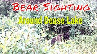 Bear Sighting Around Dease Lake