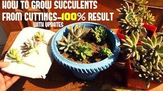 How To Grow Succulents From Cuttings WITH UPDATES