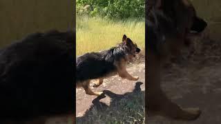 А бежит то  #питомник #germanshepherd #немецкаяовчарка #собака