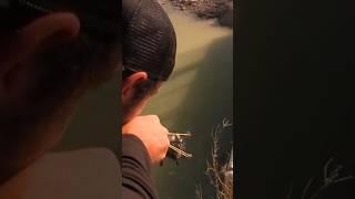 Headshots slingshot fishing #fishing #slingshot #hunting