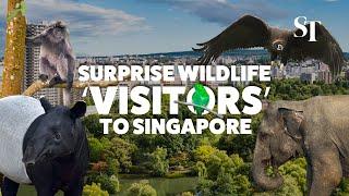 Elephants tapirs langurs 5 wildlife ‘visitors’ to Singapore