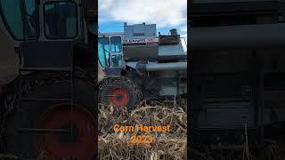 Gleaner M2 Corn Harvest 2023 Sneak Peak #gleaner #allischalmers