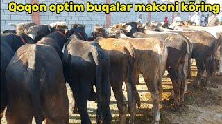 Qoqon mol bozori +99894.806.00.77 silos uchun semiz boqma va yosh buqalar narhlari 26.06.2024yil