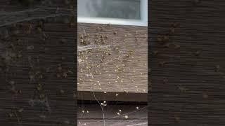 A clutter of Spiders in London by Environ Pest Control