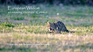 The European Wildcat an amazing creature Greece