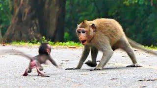 Not bad Amazing mom training her baby monkey with awesome skill