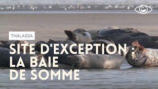 La baie de Somme  lune des plus belles baies du monde - Thalassa