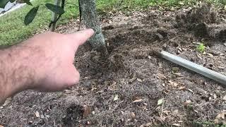 Caring for young Southern Live Oaks