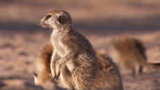 Meerkat Mother Exiles Her Own Daughters  BBC Earth