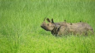 Jungle Safari in Chitwan Nepal  Chitwan National Park  Rhino mating  Nepal safari Tour Rhino