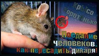 Жрём человеков  Как переселить дикую крысу  без последствий.  Wild Rats  Дикие Крысы 