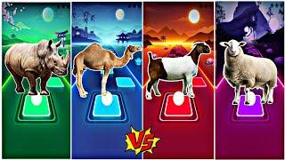 Funny Rhino  Funny Camel  Funny Goat  Funny Sheep  Who Will Win?