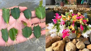 Simple tips for growing Christmas cactus anyone can do if they know how