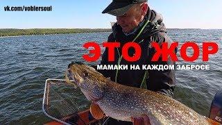 МАМКИ КЛЮЮТ НА КАЖДОМ ЗАБРОСЕ Щука на Спиннинг. СУПЕР РЫБАЛКА. Осень 2019. ЖОР