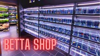 Best Betta Shop in Europe