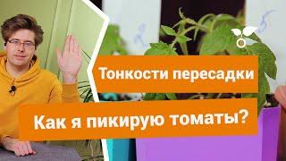 Как правильно провести пикировку томатов?