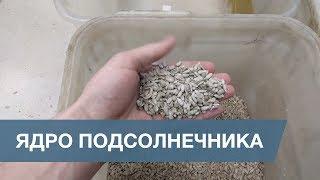 Сортировка Ядра Подсолнечника  Sunflower Kernel Sorting