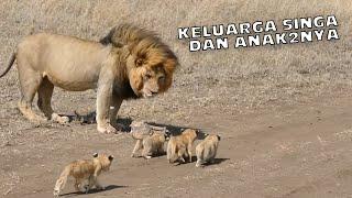 CUTE FIRE LION FAMILY AND ITS STILL SMALL CHILDREN