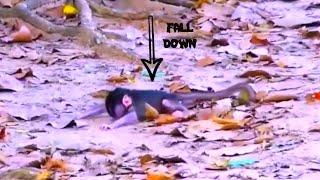 Oh tiny baby monkey fall down from high mother cant save