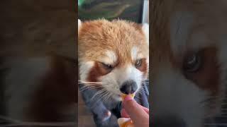 #redpanda