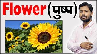 फूल के भाग  Parts of Flower  Structure of a Flower  Function  of Flower  Botany