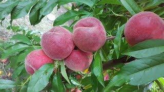 Очень урожайный сорт  персик Руби Принц