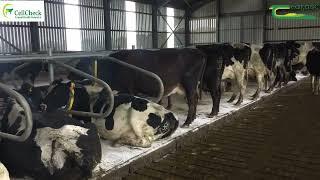 Managing the Cow Around Drying Off - Leonard Betts