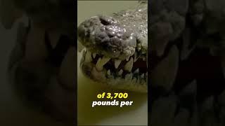 The Strongest Bite Force In The Animal Kingdom Saltwater Crocodile