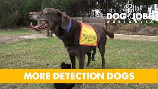 DOG JOBS AUSTRALIA - S02E08 - MORE DETECTION DOGS