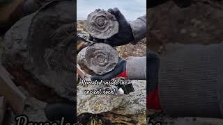 Cracking stones on the beach 🪨 #fossilhunting #fossils #shorts #sea #rock #beach #coast #ammonite