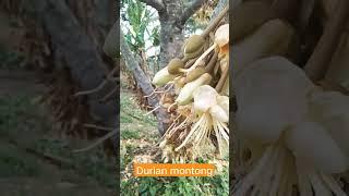 Durian montong super lebat