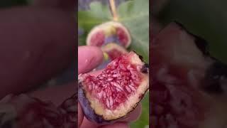 Spanish black fig a connoisseur variety. Absolutely delicious 
