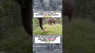 GAJAH KOK GINI YAK? ADA YANG TAHU KENAPA?  #shorts #gajah #elephant