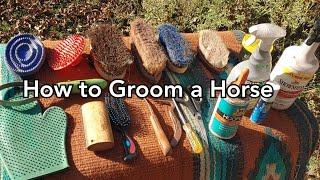 How to groom a horse - What you need to keep your horse clean and healthy