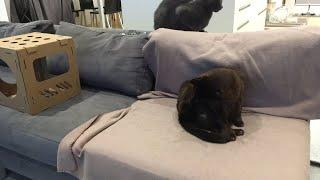 Relaxing with Cats -LIVE