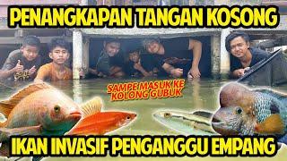 PENANGKAPAN IKAN INVASIF PENGANGGU EMPANG PAKE TANGAN KOSONG GANGGU TAPI BAGUS BANGET PELIHARA